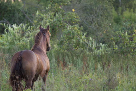 Bay horse looking into distanceの写真素材