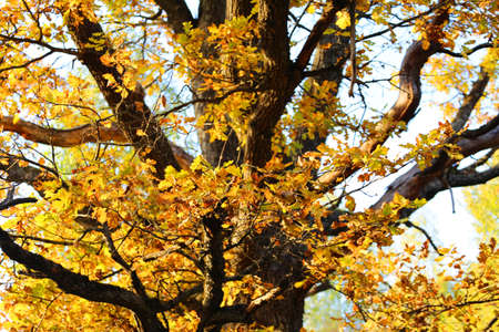 Oak part in an autumn season