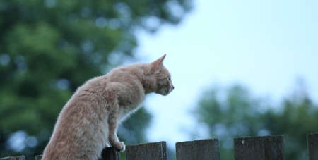 Cat stares into the distanceの写真素材