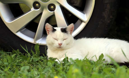 Cat sleeping near the carの写真素材