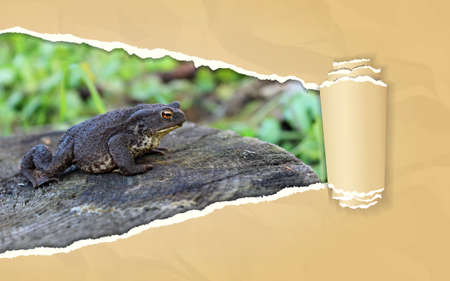 Torn paper with ground toad in opening backgroundの写真素材