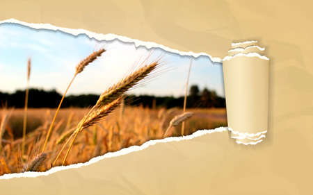 Torn paper with landscape of the wheat field in opening backgroundの写真素材