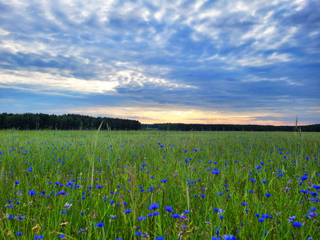 Blue cornflowers field against evening blue skyの写真素材