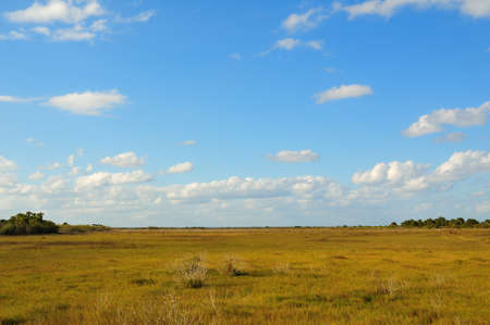 Florida landscape of field taken in merritt island wildlife refugeの写真素材