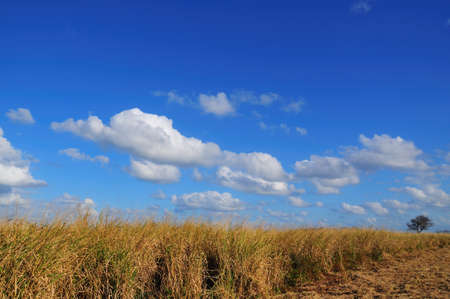 Landscape of a field of tall grass with freshly cut section in bottom right corner. A single dead tree off in the distance. Taken in the Merritt Island Wildlife Refuge.の写真素材