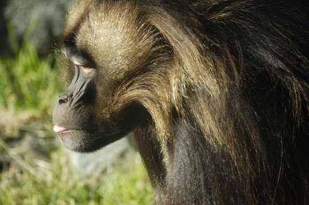 Side profile of an ape with blurred grass in backの写真素材