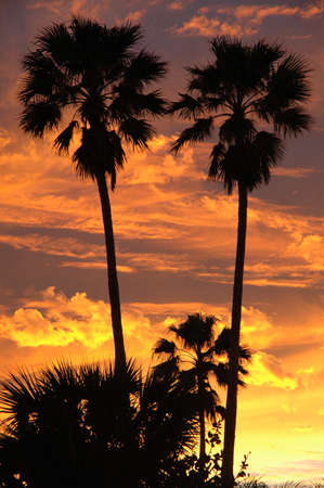 Palm trees silhouetted against vibrant sunset skyの写真素材