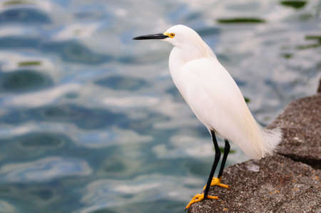 Snowy Egret standing on rock by waterの写真素材