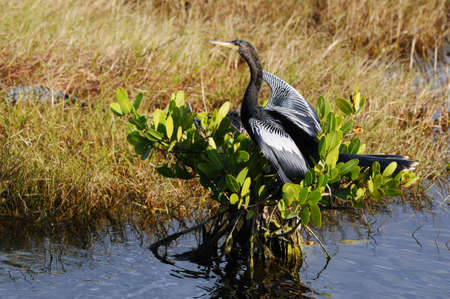 Anhinga drying its wings while sitting on some vegetationの写真素材