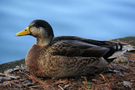 A duck sitting on a ledge next to some waterの写真素材