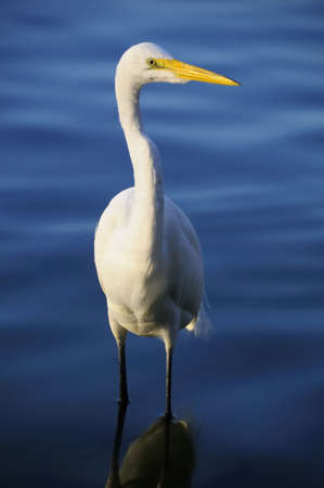 Photo of an egret wading in blue water