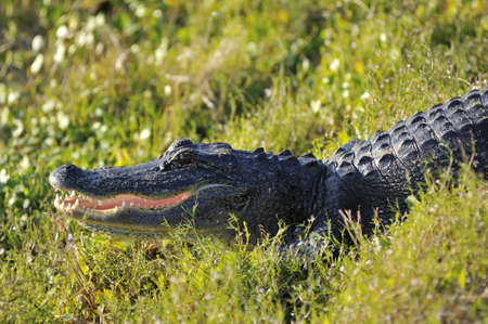 An alligator laying in the sun on the bank in the wetlandsの写真素材