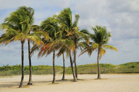 Cluster of Palm Trees on Miami's South Beachの写真素材