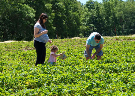 Middlefield, CT USA. Jun 2019. People from all walks of life and cultures reaping the rewards of the first days of a New England fruit picking saeson.のeditorial素材