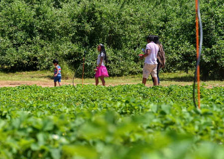 Middlefield, CT USA. Jun 2019. Dad checking for messages on his smartphone as an Indian American family heads home after a day of strawberry picking.のeditorial素材