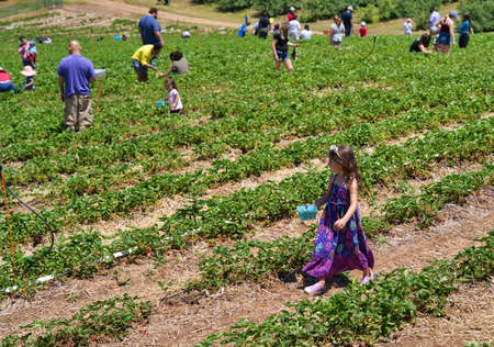 Middlefield, CT USA. Jun 2019. Little girl distracted by the fun of strawberry picking now looking for her parents at a local orchard.のeditorial素材