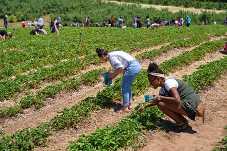 Middlefield, CT USA. Jun 2019. Friends sharing some quality times picking strawberries at a local New England orchard.のeditorial素材