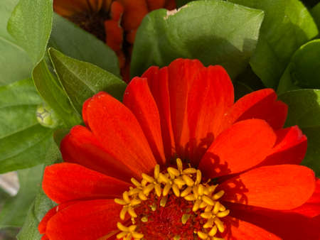 Red Zinnia Flower with Yellow Stamen and Green Leavesの写真素材