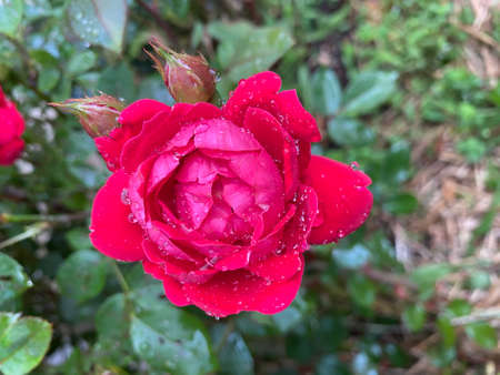 Red rose and rosebud with water droplets and green leavesの写真素材