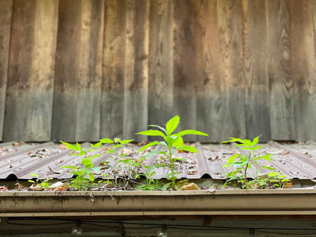 A Row of Three Little Green Plants Growing in a Gutter against a Rustic Wood Wall on an Old Barn.の写真素材