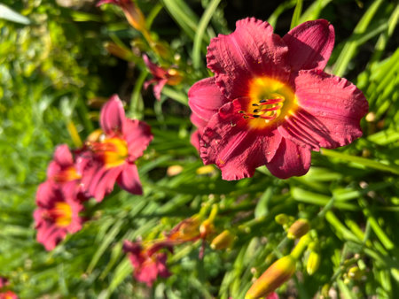 Garden of Lilly Flowers Blooming Red and Yellow with Green Stems.の写真素材