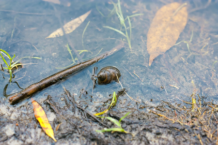 closeup of autumn dirty riverside with fallen leaves and shellの写真素材