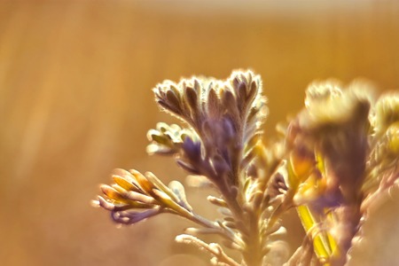 Closeup of young grass shoots in warm sunlight and abstract bokeh backgroundの写真素材