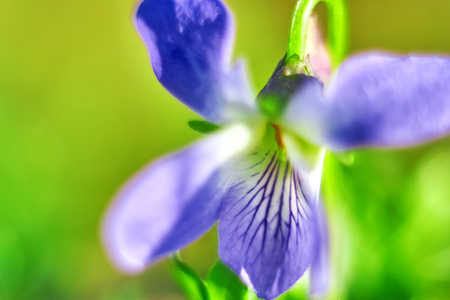 Closeup of tender violet shoots in warm sunlight and abstract bokeh backgroundの写真素材