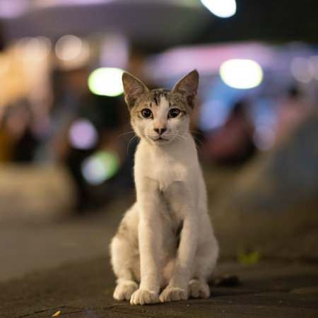 Cute cat on street at night in bangkok thailand.の写真素材