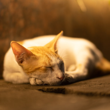 Cute cat sleeping on the floor in the morning, Thailand.の写真素材