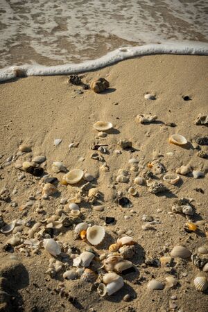 Seashells on the sandy beachの写真素材