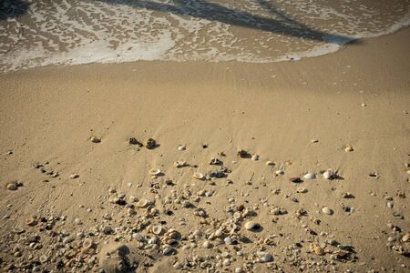 Seashells on the sandy beachの写真素材