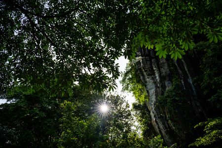 Large fresh leaves with sun shinning through & around them in a forestの写真素材