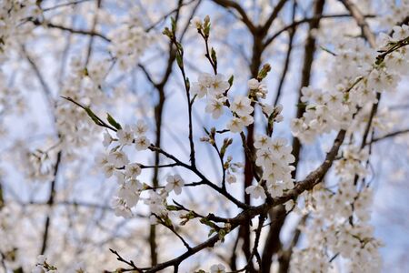 Cherry Blossoms during Spring in Seoul, Korea, Sakura season, selective focus