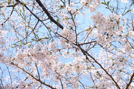 Cherry Blossoms during Spring in Seoul, Korea, Sakura season, selective focusの写真素材