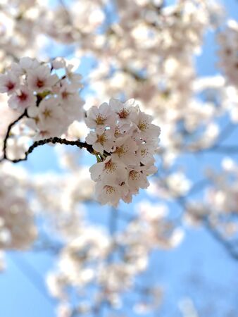Cherry Blossoms during Spring in Seoul, Korea, Sakura season, selective focusの写真素材