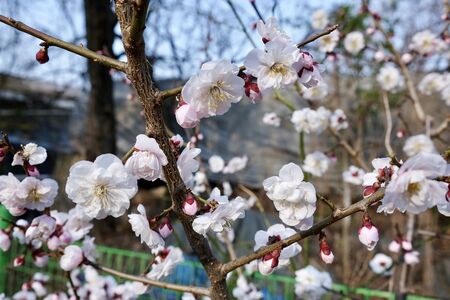 Cherry Blossoms during Spring in Seoul, Korea, Sakura season, selective focusの写真素材