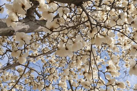Cherry Blossoms during Spring in Seoul, Korea, Sakura season, selective focus