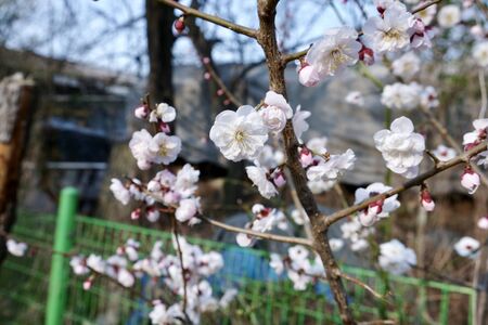 Cherry Blossoms during Spring in Seoul, Korea, Sakura season, selective focusの写真素材