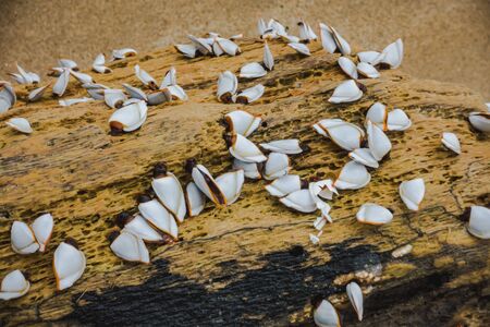 Dead Wooden tree log on the beach at Telok Melano, Sarawakの写真素材
