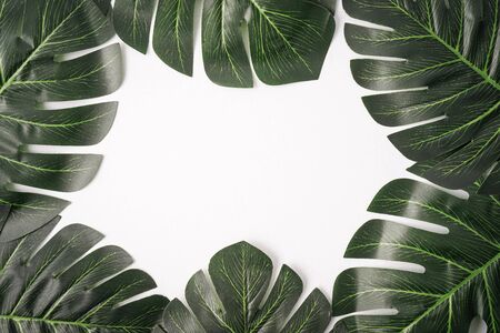 Giant monstera leaves isolated against white, copy space for textの写真素材