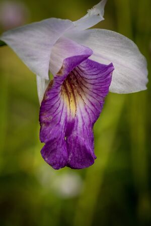closed up macro shot of a beautiful orchidの写真素材
