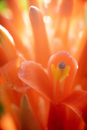 closed up macro shot of a beautiful orchidの写真素材