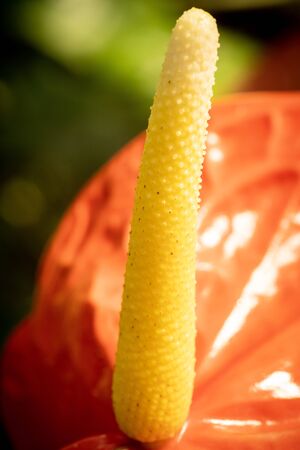 closed up macro shot of a beautiful orchidの写真素材