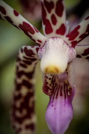 closed up macro shot of a beautiful orchidの写真素材