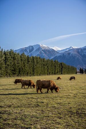 New Zealand Highland Cattle on the farm in New Zealandの写真素材