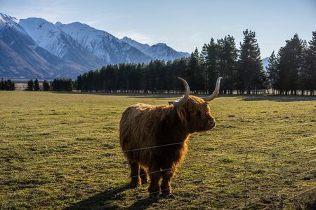 New Zealand Highland Cattle on the farm in New Zealand