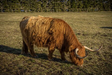 New Zealand Highland Cattle on the farm in New Zealand