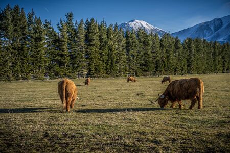 New Zealand Highland Cattle on the farm in New Zealandの写真素材