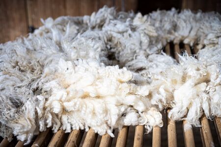 Sheared lamb or sheep wool on a tableの写真素材